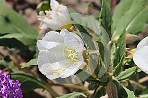 California Desert Wildflowers - Superbloom - white flowers - Desert Evening Primrose