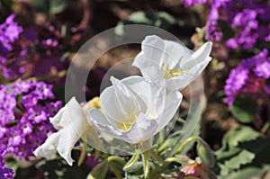 California Desert Wildflowers - Superbloom - white flowers - Desert Evening Primrose