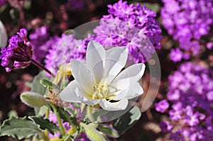 California Desert Wildflowers - Superbloom - white flowers - Desert Evening Primrose