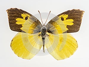 California Dogface Butterfly