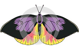 California Dogface Butterfly Illustration