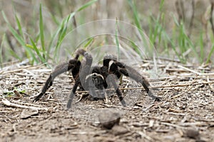 California ebony tarantula on a hking trail in southern California