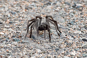 California ebony tarantula on road pavement