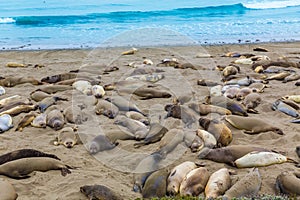 California Elephant Seals in Piedras Blancas point Big Sur photo