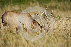 California Elk in Grass