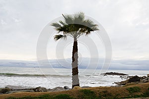 California Fan Palm Tree (Washingtonia filifera) by Pacific Ocean