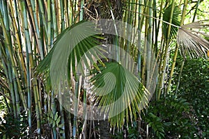 California fan palm Washingtonia filifera   2