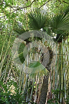 California fan palm Washingtonia filifera   3