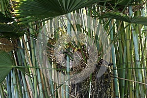 California fan palm Washingtonia filifera   4