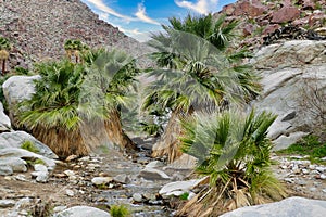 California fan palms (Washingtonia filifera) in an oasis in Anza-Borrego Desert State Park, California, USA