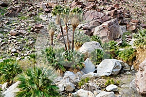 California fan palms (Washingtonia filifera) in Palm Canyon, Anza-Borrego , California, USA