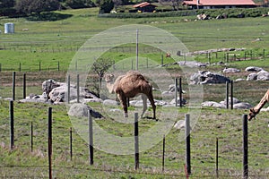 California Farm Scenery - Arabian Camel - Dromedary - One-hump