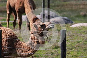 California Farm Scenery - Arabian Camel - Dromedary - One-hump