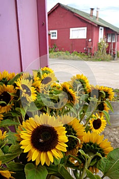 California: farm stand sunflowers