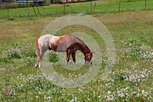 California Farms Series - Appaloosa Horse grazing in a field of flowers