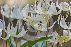 California fawn lily Erythronium californicum, yellowish-white flowers photo