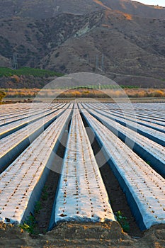 California Fields Growing Strawberries