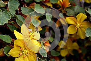 California flannelbush, Fremontodendron californicum