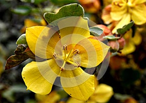 California flannelbush, Fremontodendron californicum