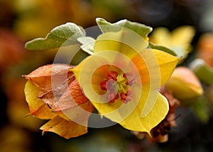 California flannelbush, Fremontodendron californicum