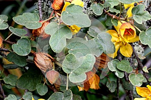 California flannelbush, Fremontodendron californicum