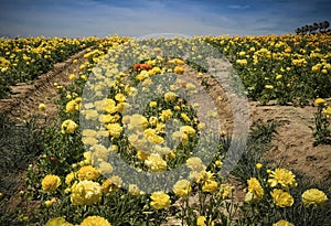 California Flower Fields, San Diego County