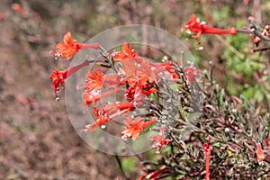 California fuchsia epilobium canum flowers