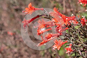 California fuchsia epilobium canum flowers