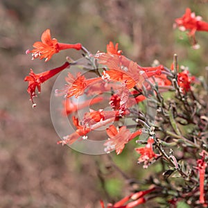 California fuchsia epilobium canum flowers