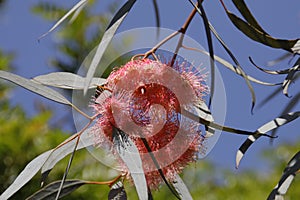 California Garden Series - Eucalyptus Tree Red Gum Flowers and Gum Nuts - Corymbia ficifolia