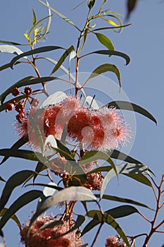 California Garden Series - Eucalyptus Tree Red Gum Flowers and Gum Nuts - Corymbia ficifolia