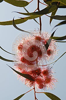 California Garden Series - Eucalyptus Tree Red Gum Flowers and Gum Nuts - Corymbia ficifolia