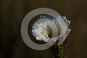 California Garden Series - Large White Blossom on Cactus Plant - Golden Torch Cactus (Trichocereus ‘Spachiana’)