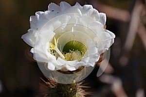 California Garden Series - Large White Blossom on Cactus Plant - Golden Torch Cactus (Trichocereus ‘Spachiana’)