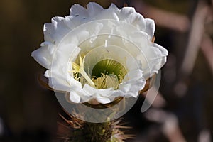 California Garden Series - Large White Blossom on Cactus Plant - Golden Torch Cactus (Trichocereus âSpachianaâ)