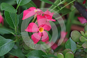 California Garden Series - Mandevilla Vine - Apocynaceae