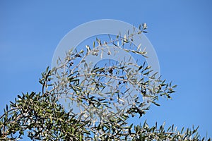 California Garden Series - Olive Tree with ripe olives - Olea europaea