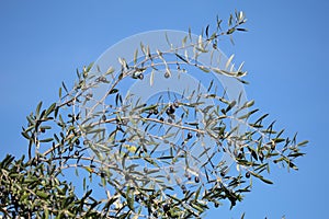 California Garden Series - Olive Tree with ripe olives - Olea europaea photo