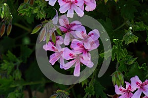 California Garden Series - Pink flowering lemon scented geranium plant