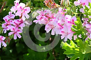 California Garden Series - Pink flowering lemon scented geranium plant