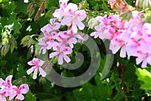 California Garden Series - Pink flowering lemon scented geranium plant