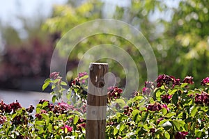 California Garden Series - Red Shrub Roses in Bloom