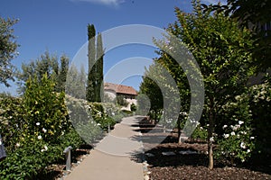 California Garden Series - Rose Garden Path