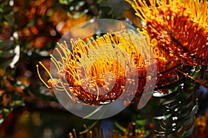 California Garden Series - Silky Oak - Grevillea robusta - Proteaceae