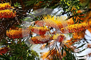 California Garden Series - Silky Oak - Grevillea robusta - Proteaceae