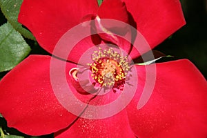 California Garden Series - Single Red Rose Bloom - Rosa Altissimo photo