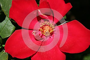 California Garden Series - Single Red Rose Bloom - Rosa Altissimo photo