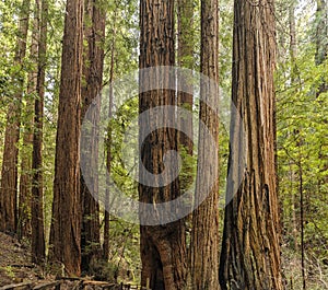 California Giant Redwood Trees, Muir Woods, Mill Vallley CAl