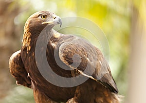 California Golden Eagle