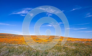 California Golden Poppy field in the southern California high desert Poppy Preserve